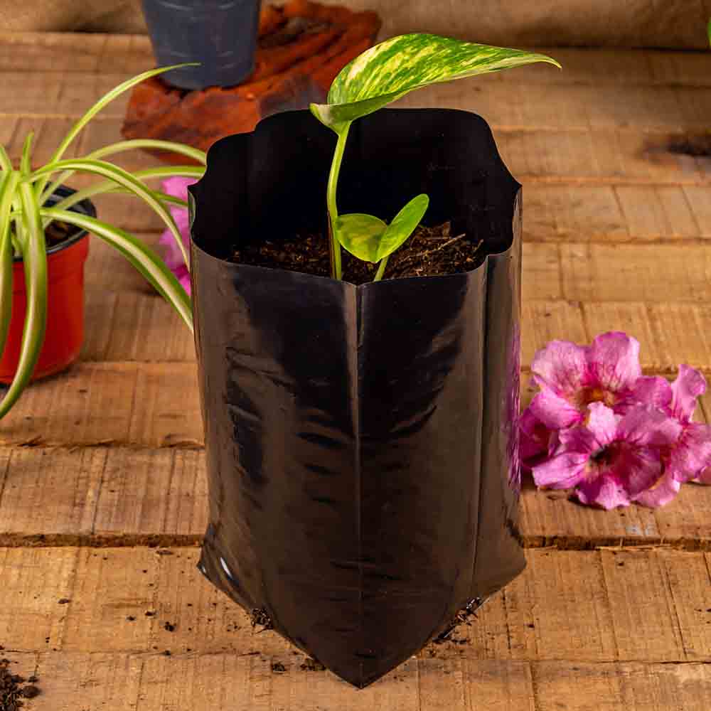 BOLSAS PLANTIN mE (BD - 70MIC - C/PERF - ARMADA 20X10X10) .2 LTS 20X25CM *100UNID