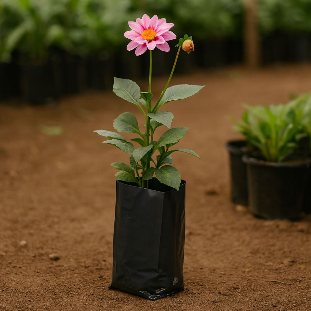 BOLSAS PLANTIN mE (BD - 70MIC - C/PERF - ARMADA 7X8X18) .1 LTS 16X22CM *100UNID