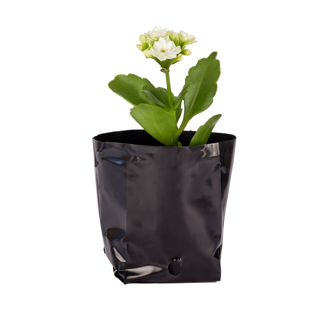 BOLSAS PLANTIN mE (BD - 70MIC - C/PERF - ARMADA 6X7X8,5) .0.35 LTS 12X12CM *100UNID