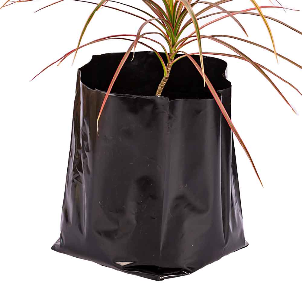 BOLSAS PLANTIN mE (BD - 90MIC - C/PERF - ARMADA 25X19X17) .8 LTS 35X36CM *50UNID