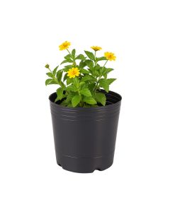 MACETA SOPLADA 5 LTS ALTA (19CM DIAM*24CM ALTO) *UNID
